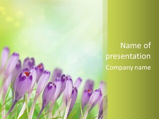 First Bud Violet PowerPoint Template