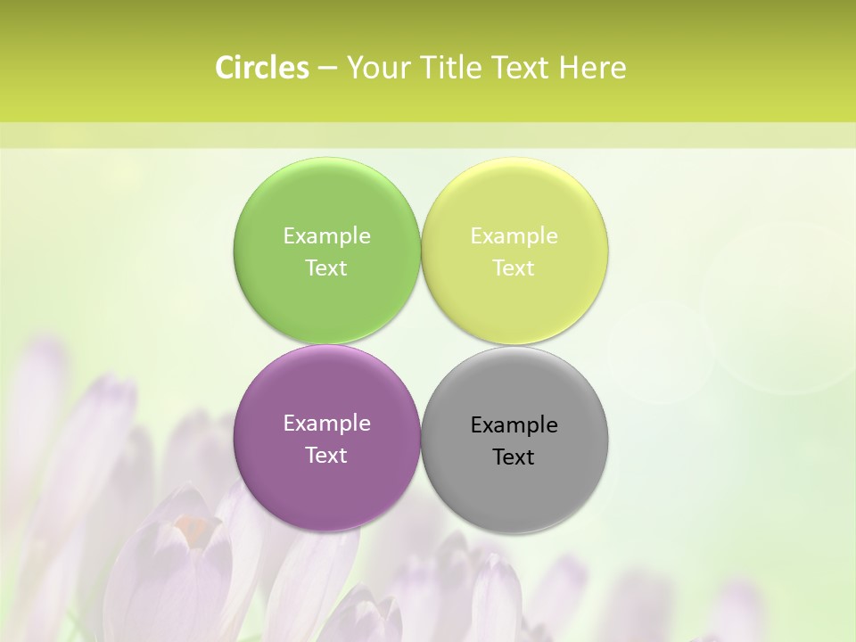 First Bud Violet PowerPoint Template