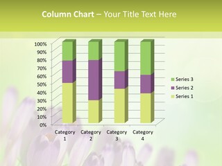 First Bud Violet PowerPoint Template