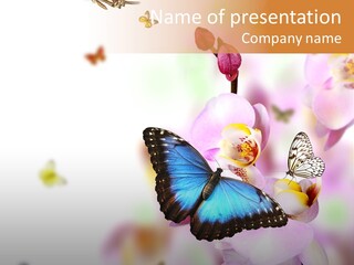 Phalaenopsis Border Vibrant PowerPoint Template