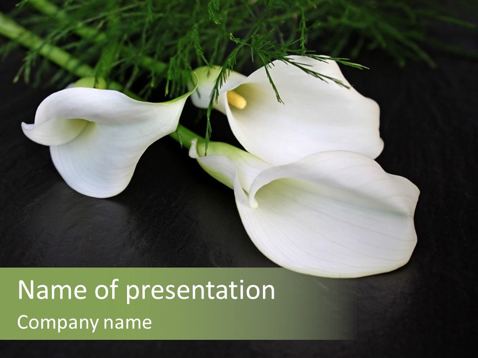 Callas Pflanze Weiss PowerPoint Template