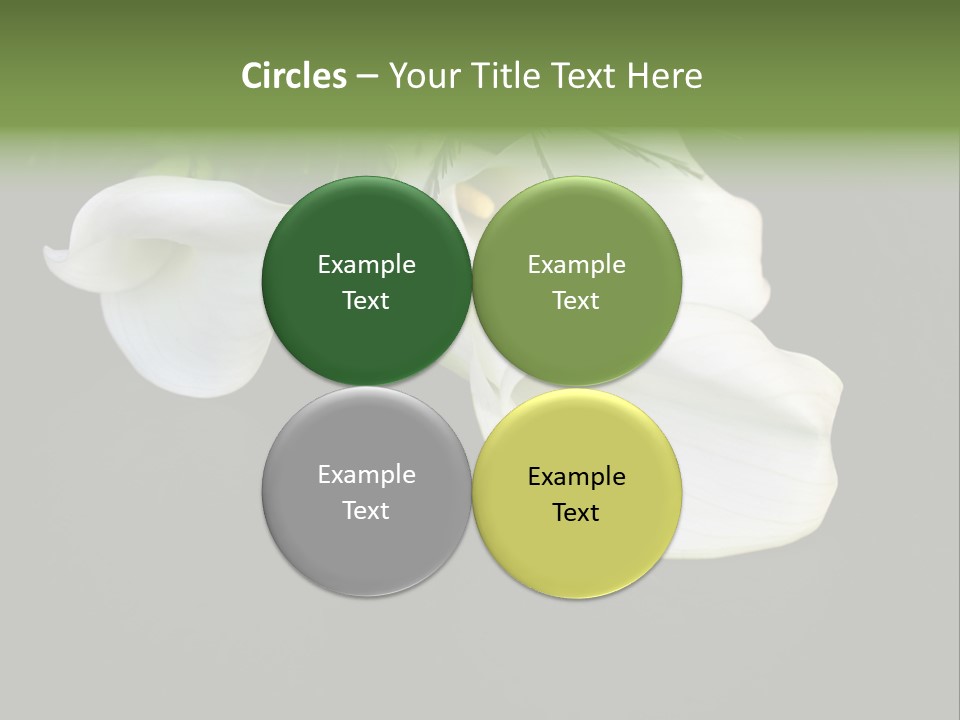 Callas Pflanze Weiss PowerPoint Template