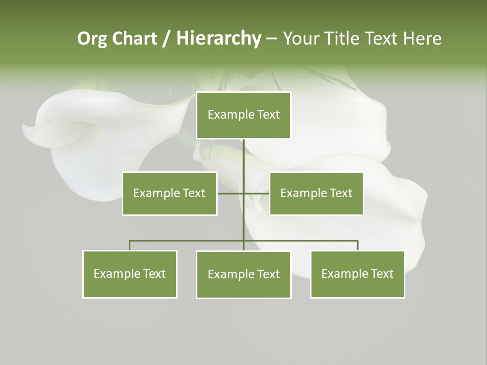 Callas Pflanze Weiss PowerPoint Template