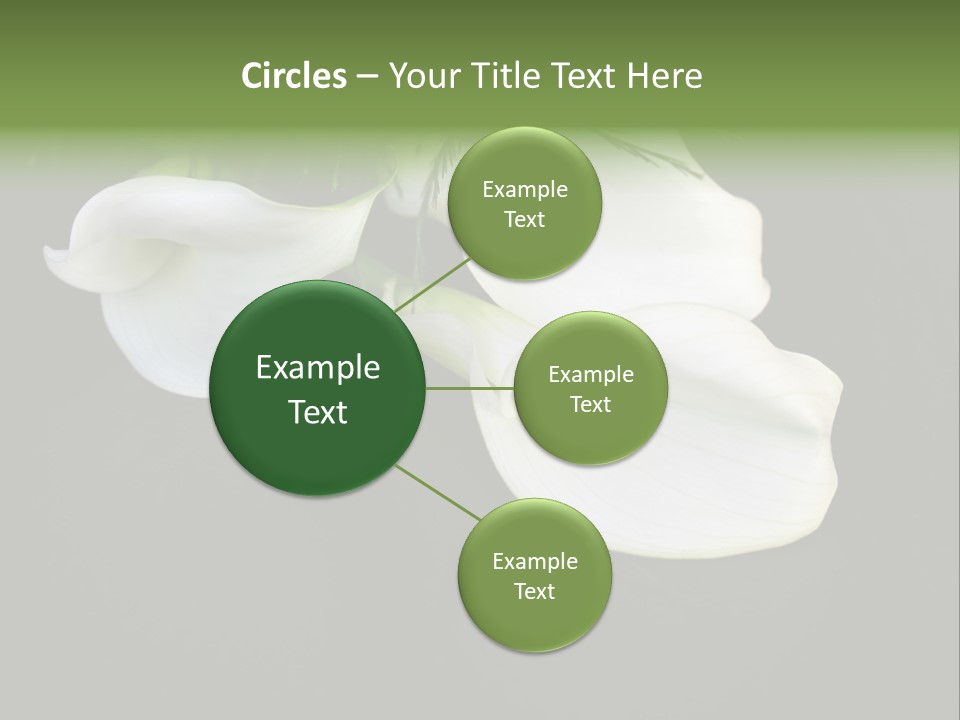 Callas Pflanze Weiss PowerPoint Template