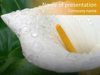 Perfume Bud Fresh PowerPoint Template
