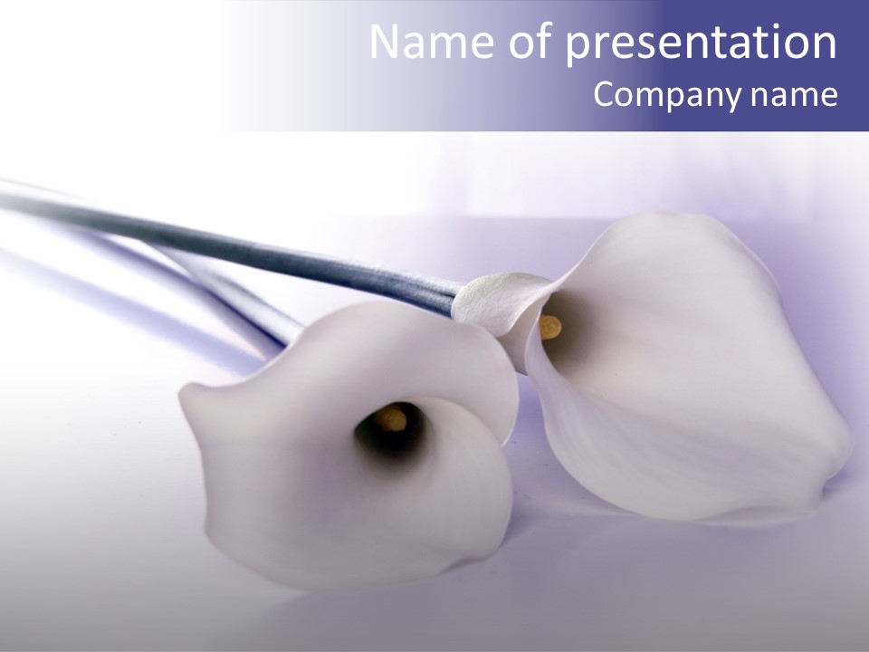 Liebe Formen Zantedeschia Aethiopica PowerPoint Template