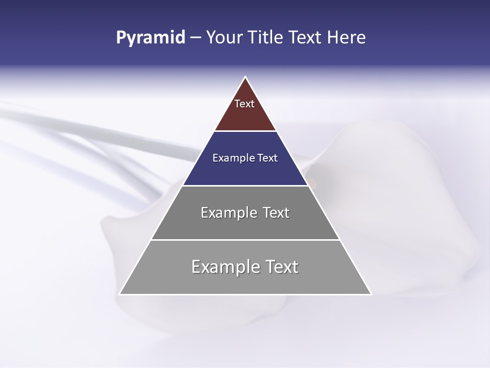 Liebe Formen Zantedeschia Aethiopica PowerPoint Template