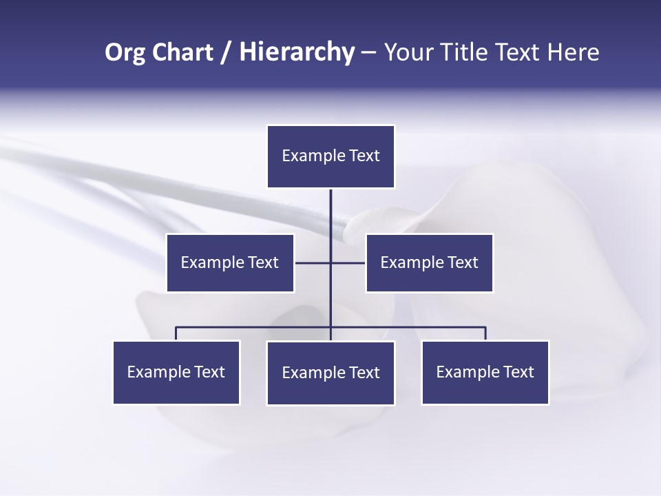 Liebe Formen Zantedeschia Aethiopica PowerPoint Template