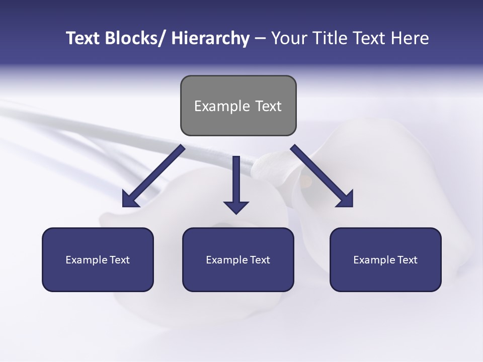 Liebe Formen Zantedeschia Aethiopica PowerPoint Template