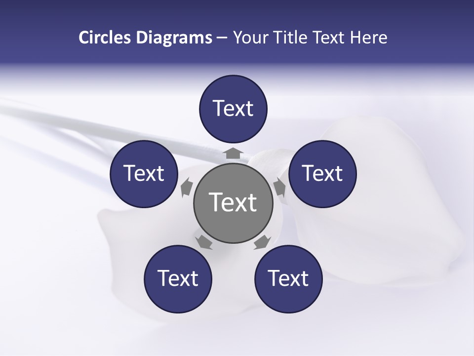 Liebe Formen Zantedeschia Aethiopica PowerPoint Template