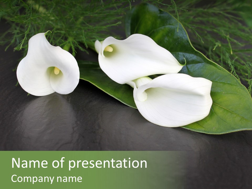 Callas Valentinstag Calla Palustris PowerPoint Template