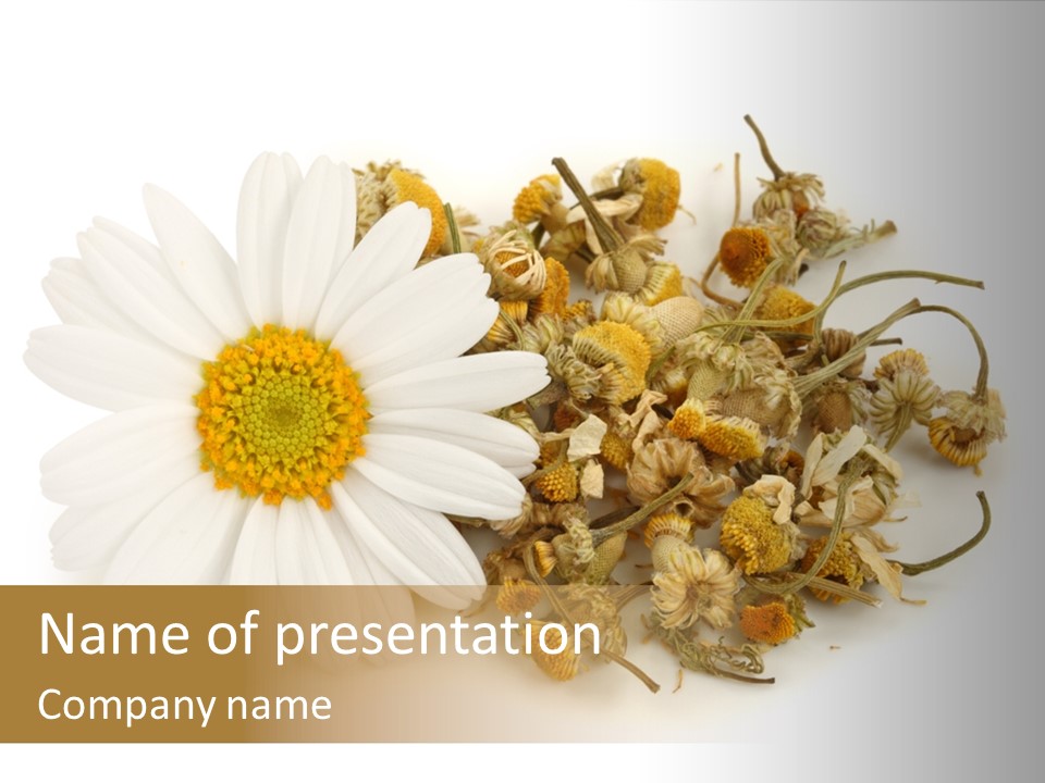 White Natural Nature PowerPoint Template