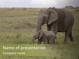 Grande Safari Elefante PowerPoint Template