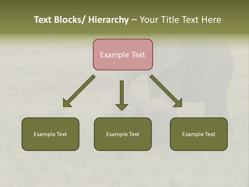 Grande Safari Elefante PowerPoint Template