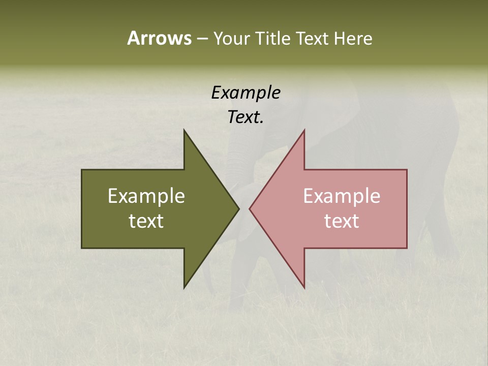 Grande Safari Elefante PowerPoint Template