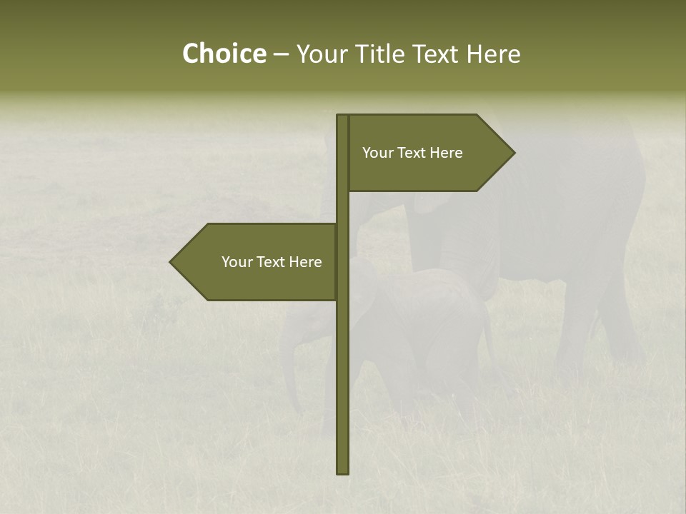 Grande Safari Elefante PowerPoint Template