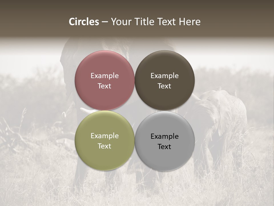 Mammifero Seppia Avorio PowerPoint Template