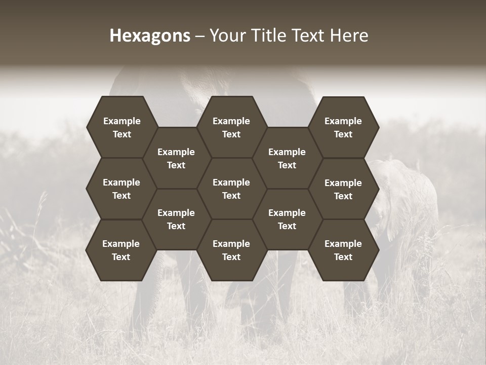 Mammifero Seppia Avorio PowerPoint Template