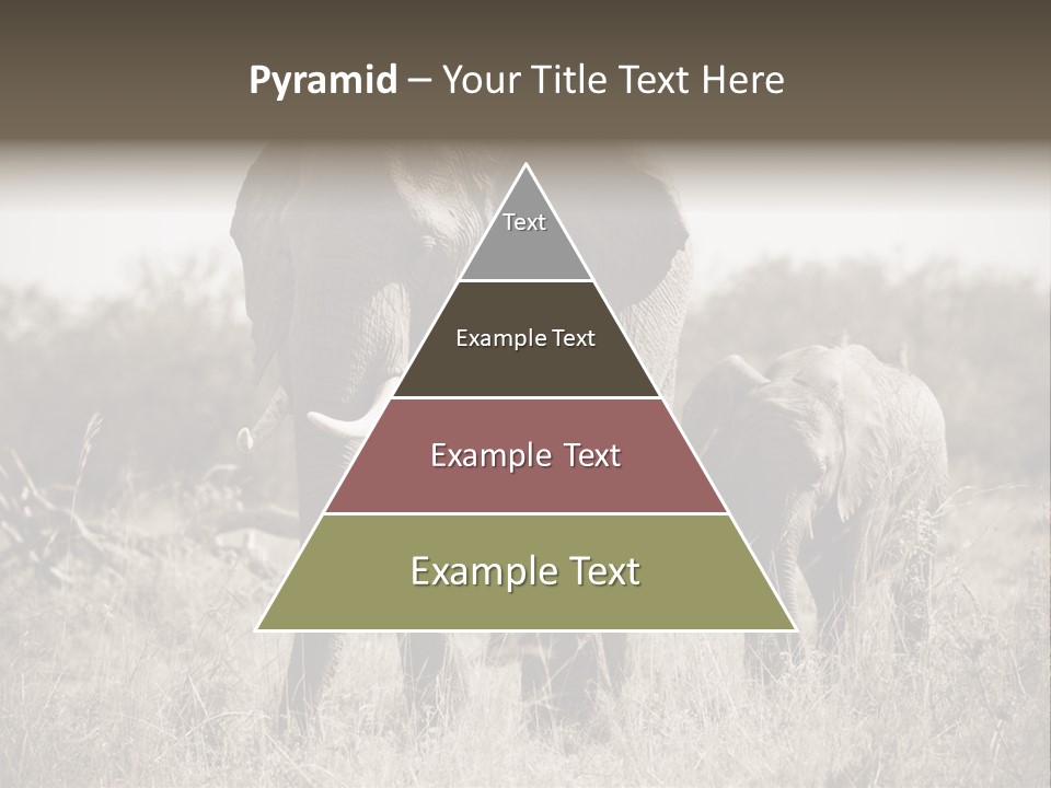 Mammifero Seppia Avorio PowerPoint Template