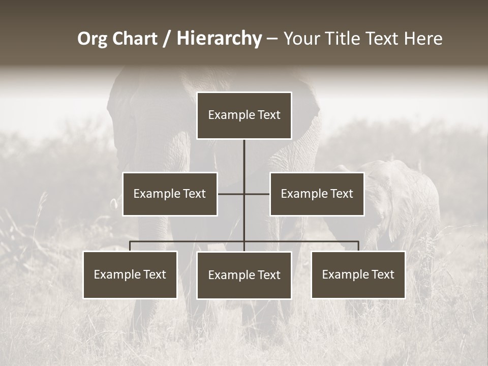 Mammifero Seppia Avorio PowerPoint Template