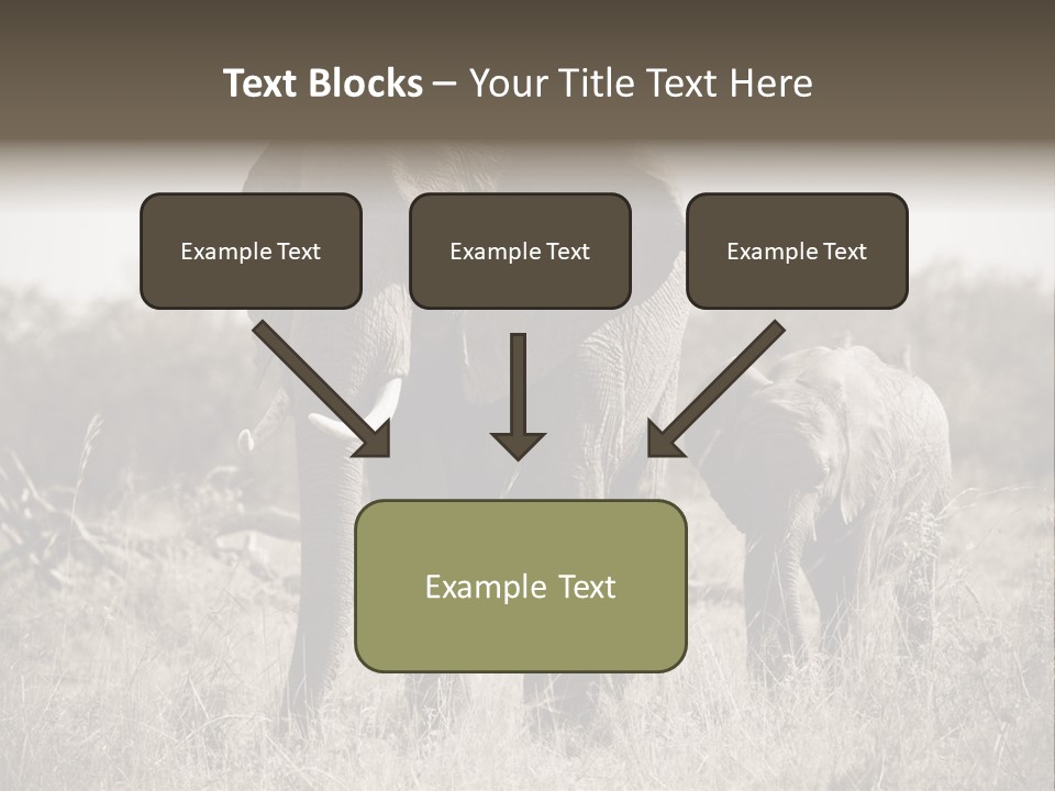 Mammifero Seppia Avorio PowerPoint Template