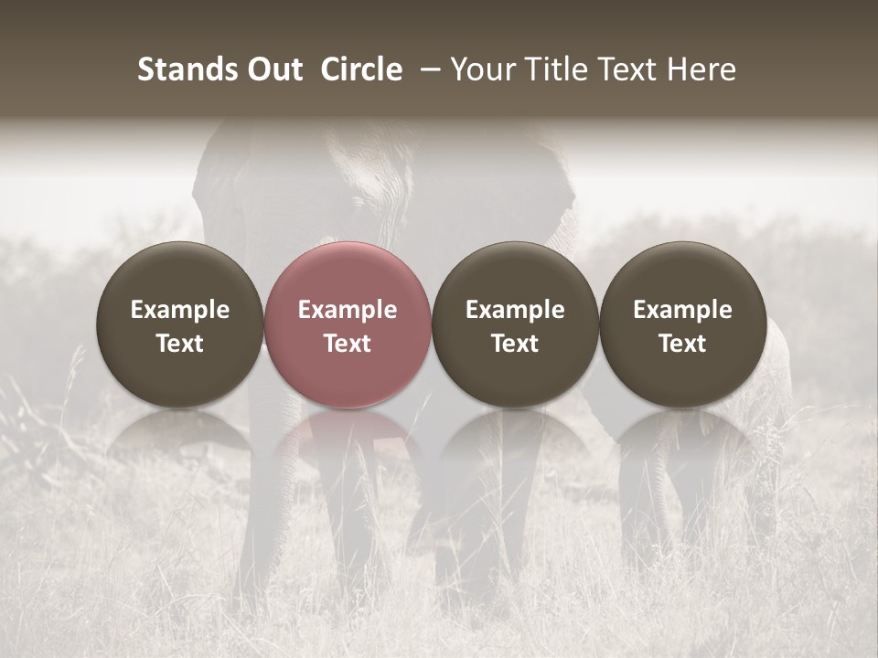 Mammifero Seppia Avorio PowerPoint Template