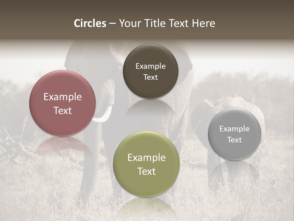 Mammifero Seppia Avorio PowerPoint Template