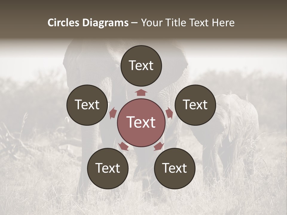 Mammifero Seppia Avorio PowerPoint Template