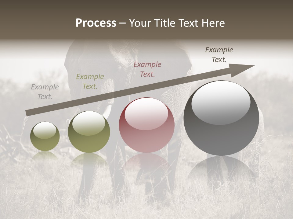 Mammifero Seppia Avorio PowerPoint Template