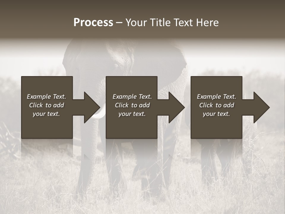 Mammifero Seppia Avorio PowerPoint Template