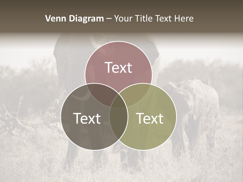 Mammifero Seppia Avorio PowerPoint Template