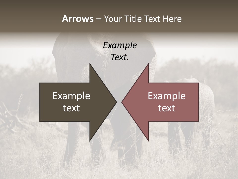 Mammifero Seppia Avorio PowerPoint Template