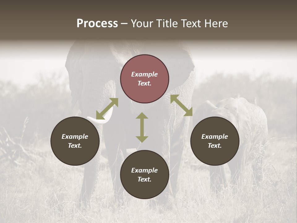 Mammifero Seppia Avorio PowerPoint Template