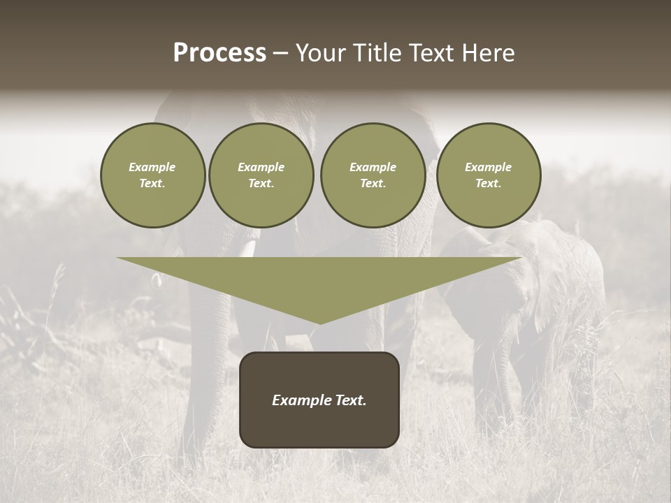 Mammifero Seppia Avorio PowerPoint Template