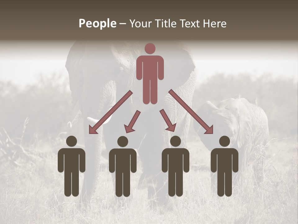 Mammifero Seppia Avorio PowerPoint Template