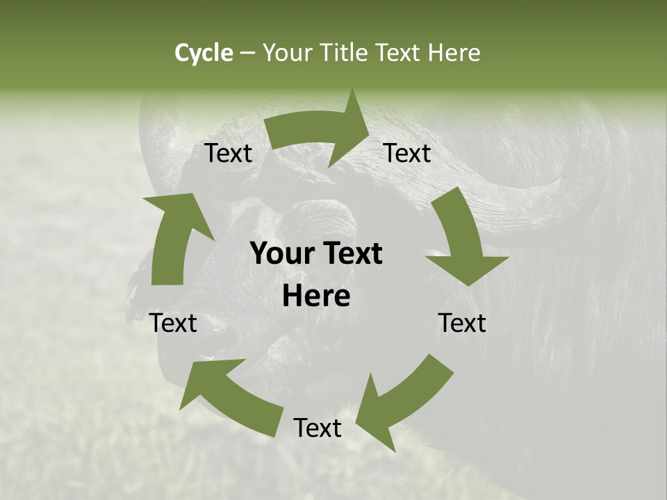 Kenya Selvaggi PowerPoint Template