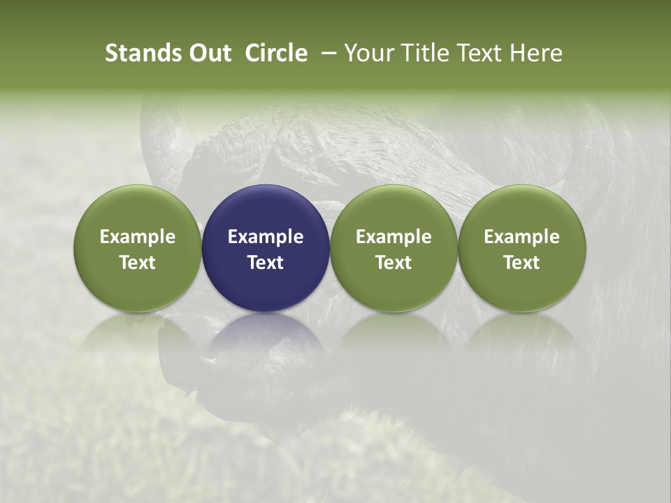 Kenya Selvaggi PowerPoint Template