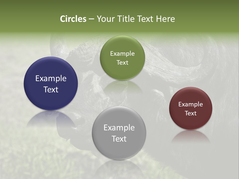 Kenya Selvaggi PowerPoint Template