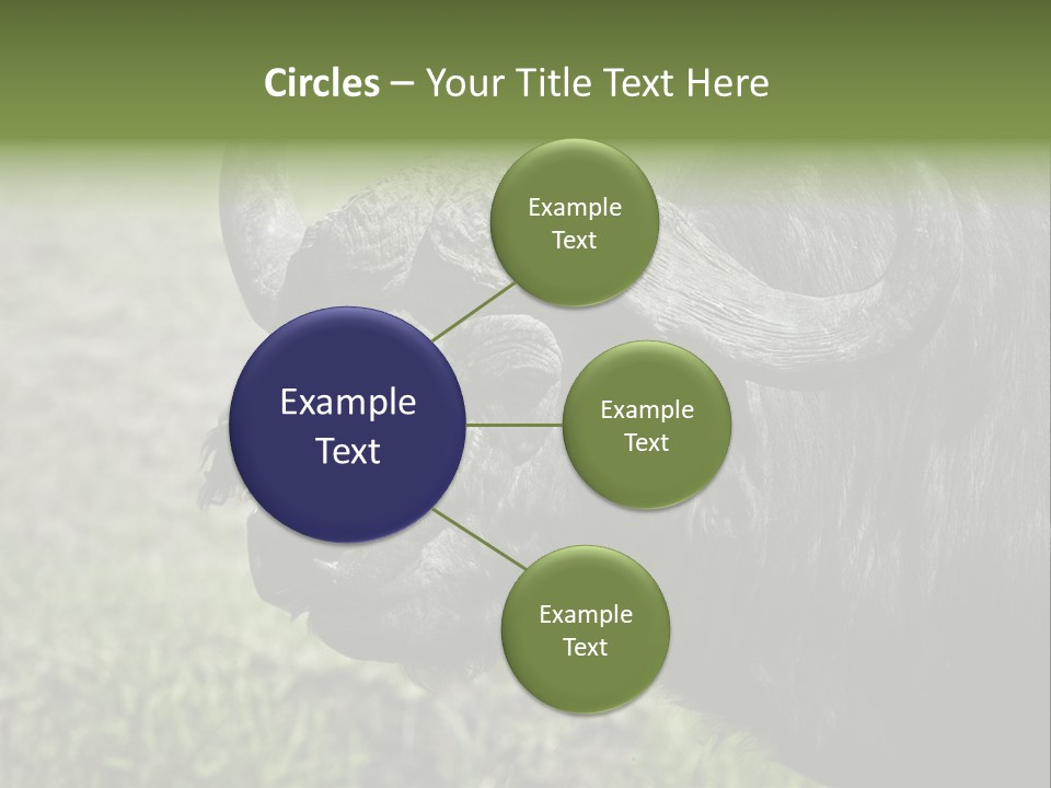 Kenya Selvaggi PowerPoint Template