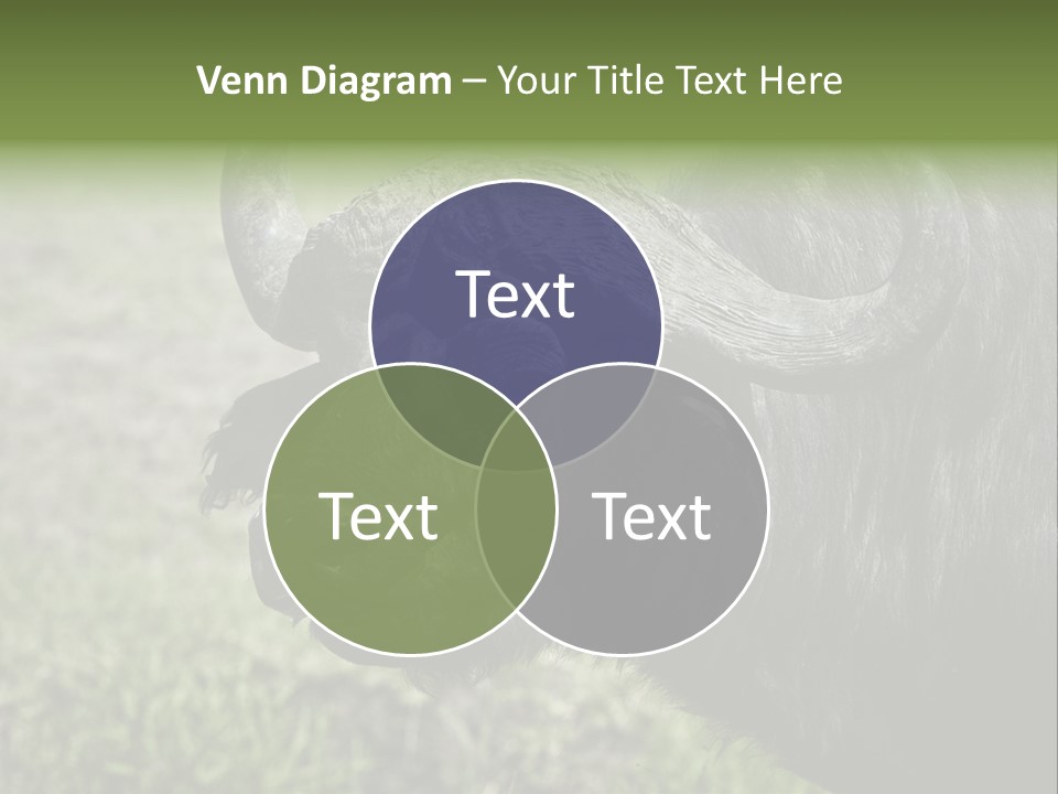 Kenya Selvaggi PowerPoint Template