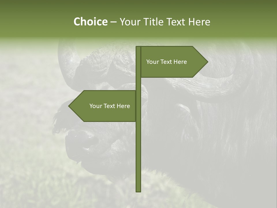 Kenya Selvaggi PowerPoint Template