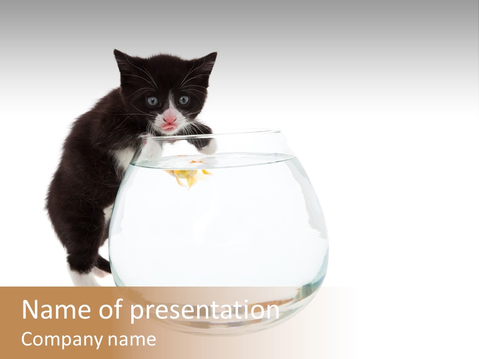 Feline Trouble Baby PowerPoint Template