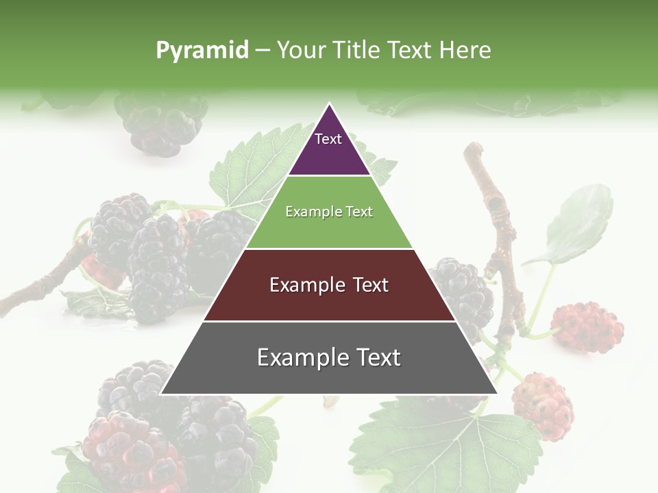 Three Clean Fresh PowerPoint Template