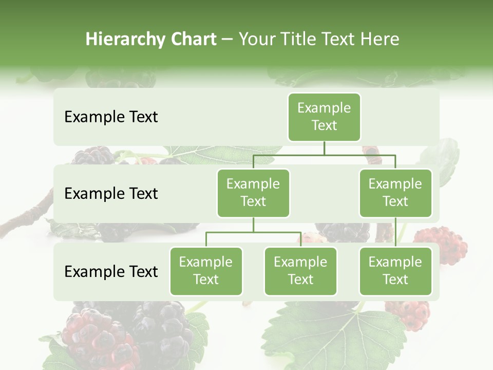 Three Clean Fresh PowerPoint Template