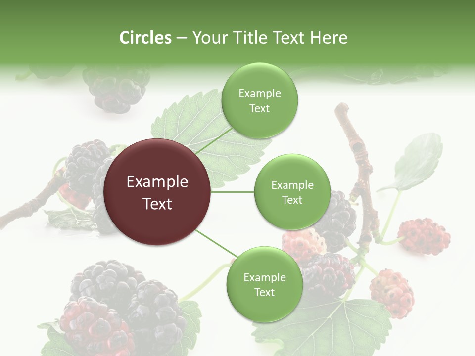 Three Clean Fresh PowerPoint Template