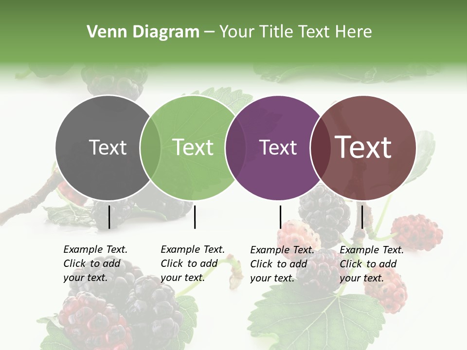 Three Clean Fresh PowerPoint Template