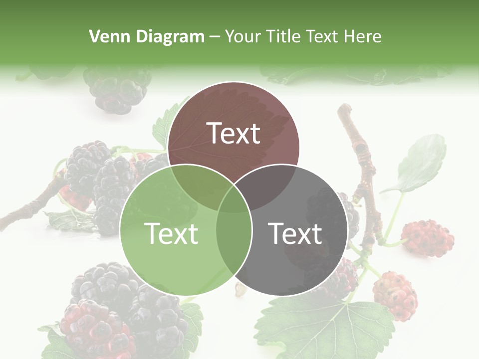 Three Clean Fresh PowerPoint Template