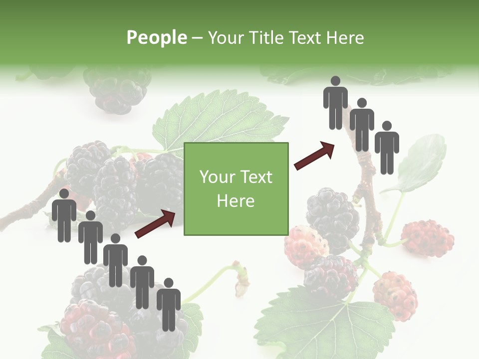 Three Clean Fresh PowerPoint Template