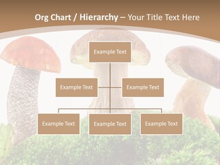 Ripe Chestnut Food PowerPoint Template