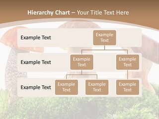 Ripe Chestnut Food PowerPoint Template